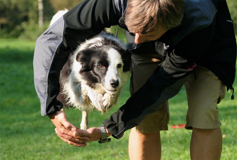 Border Collie Health