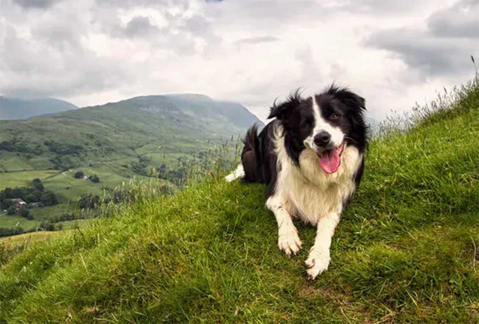 Border Collie History