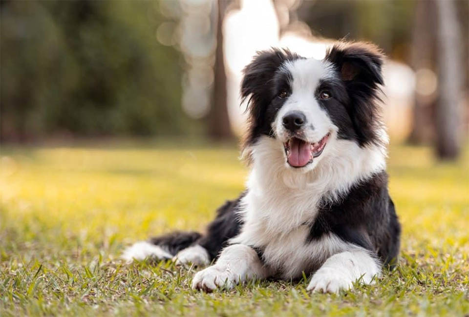 Border Collie Temperament