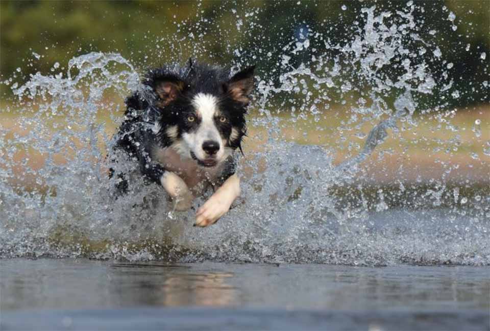 Border Collies with Children and Other Pets