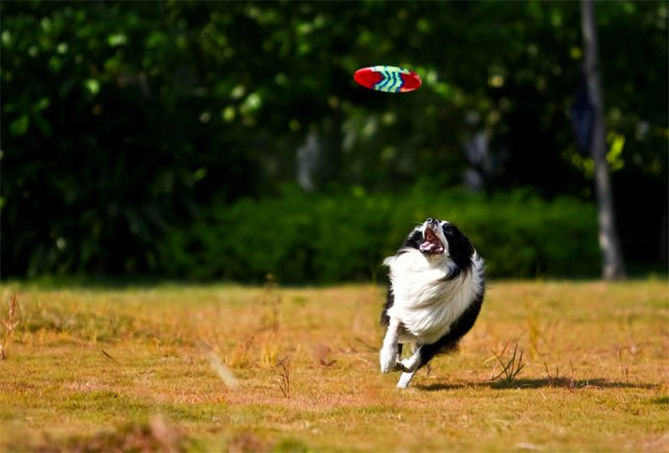 Caring for Your Mini Border Collie Dog