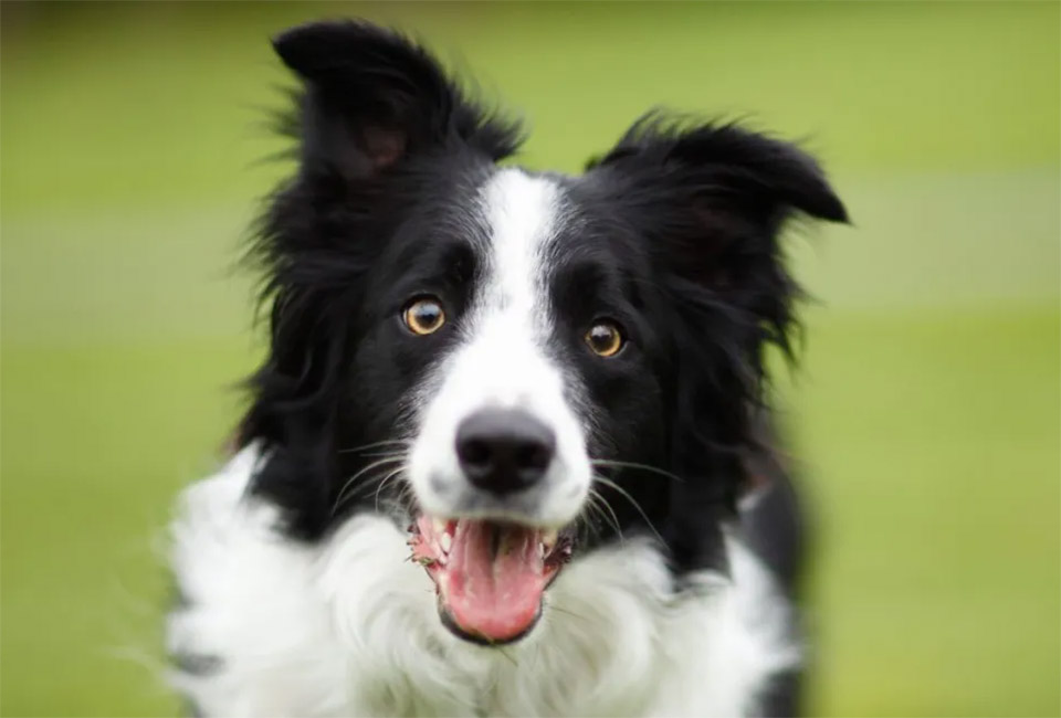 The "Collie" Name and Recognition