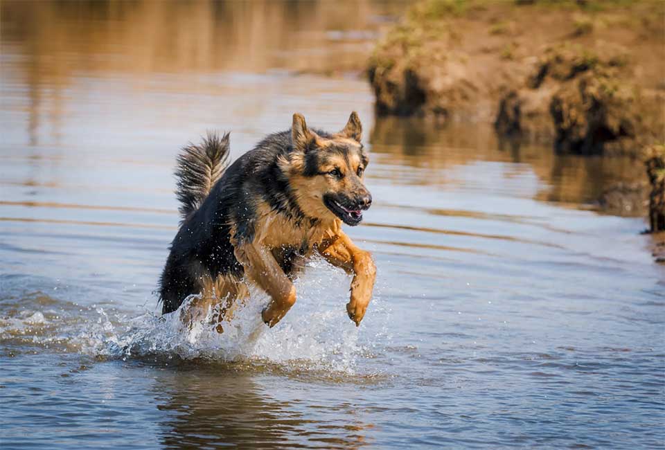 Care and Grooming for German Shepherd