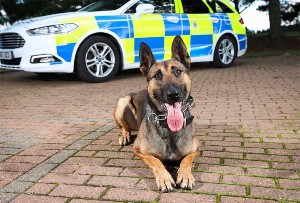 Finding a German Shepherd