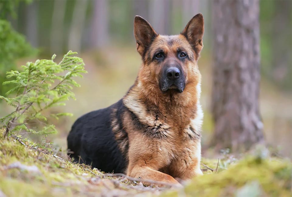 Temperament and Personality of German Shepherd