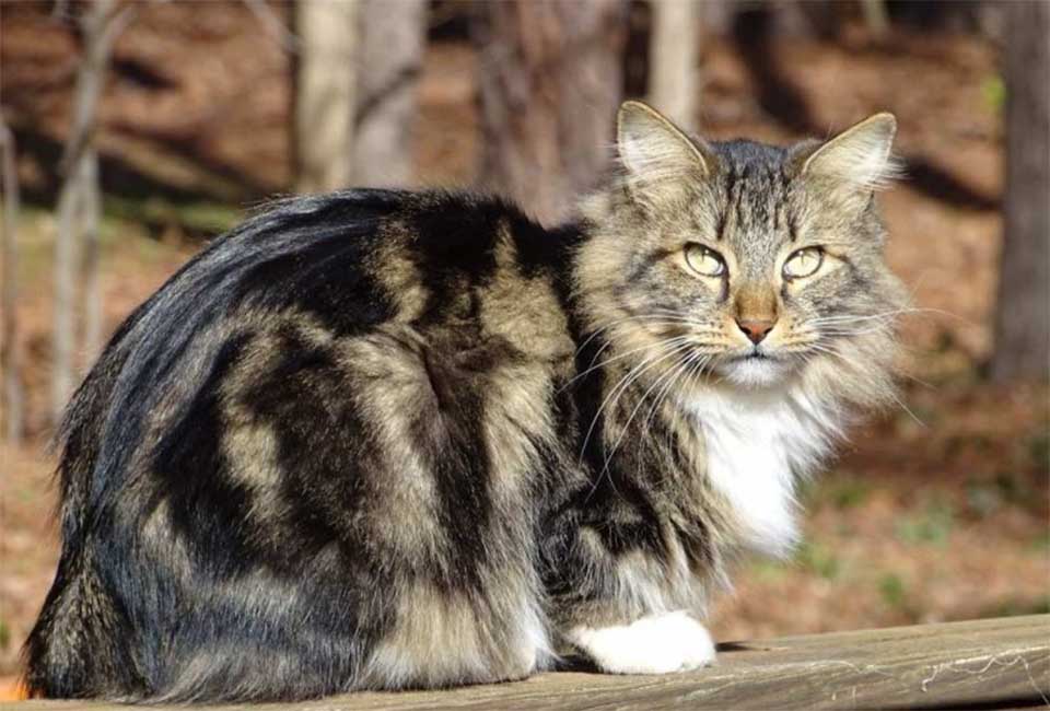 History and Origins Of American Bobtail