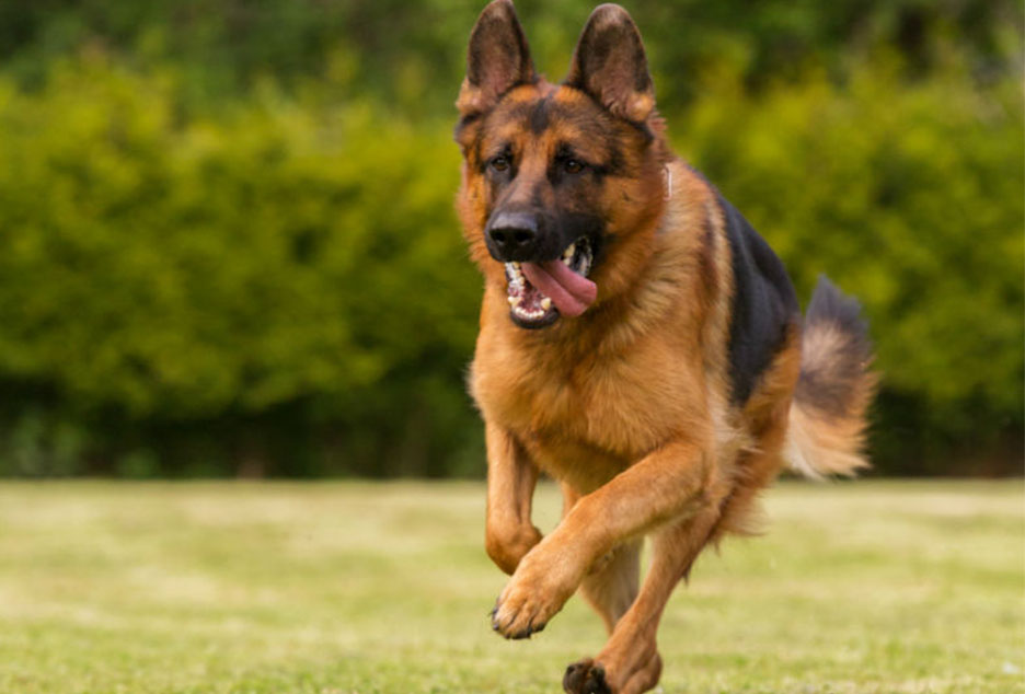 History of the German Shepherd