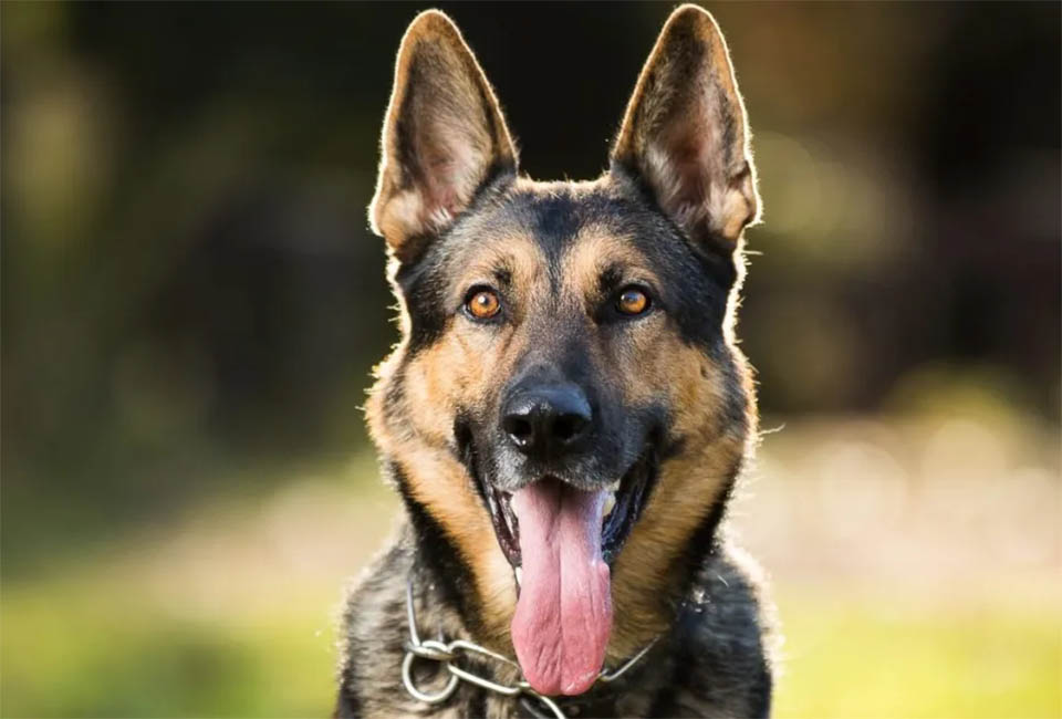 Physical Characteristics of German Shepherd