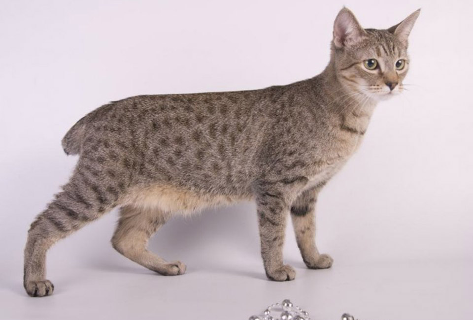 Temperament and Personality of American Bobtail