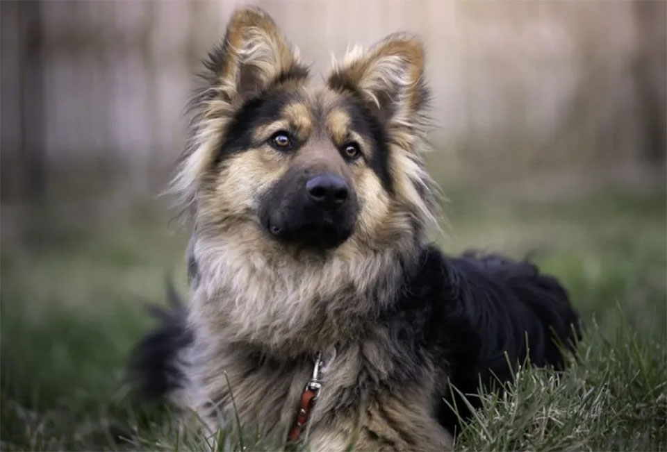 Temperament and Personality of German Shepherd