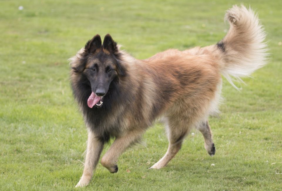 A Balanced Diet for Optimal Health Belgian Shepherd