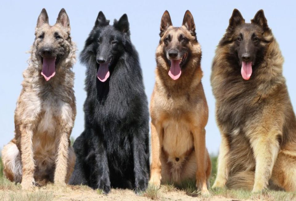 A Deep Dive into Belgian Shepherd History