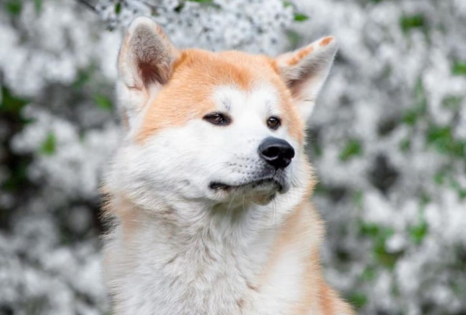 Activities and Enrichment for Shiba Husky