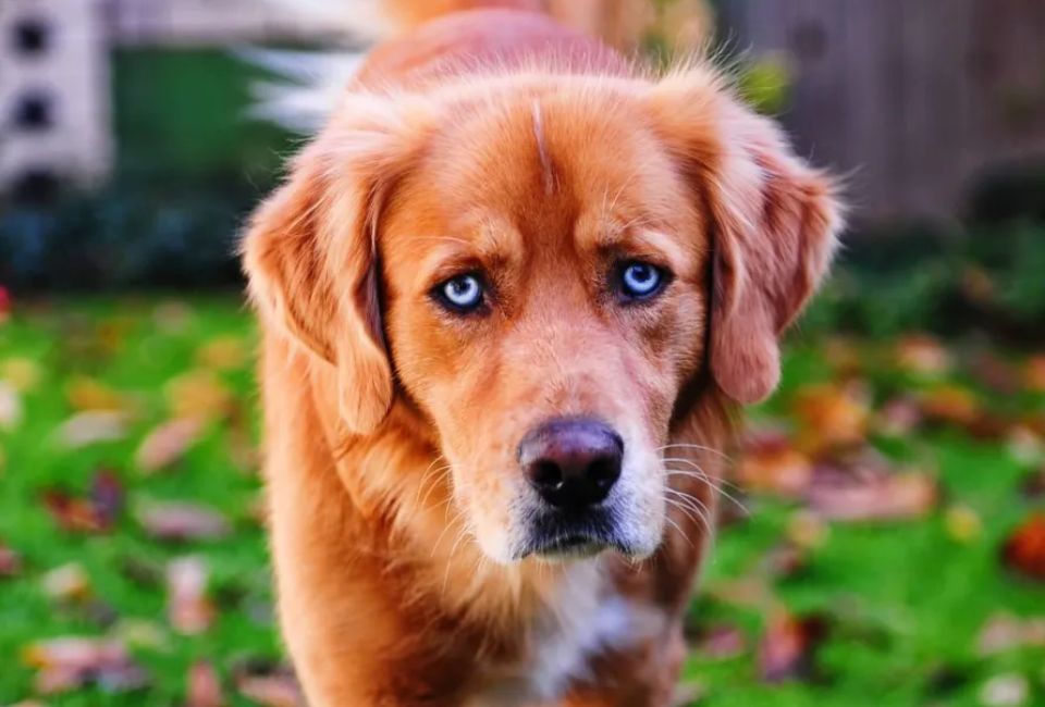 Appearance of Siberian Husky Golden Retriever mix