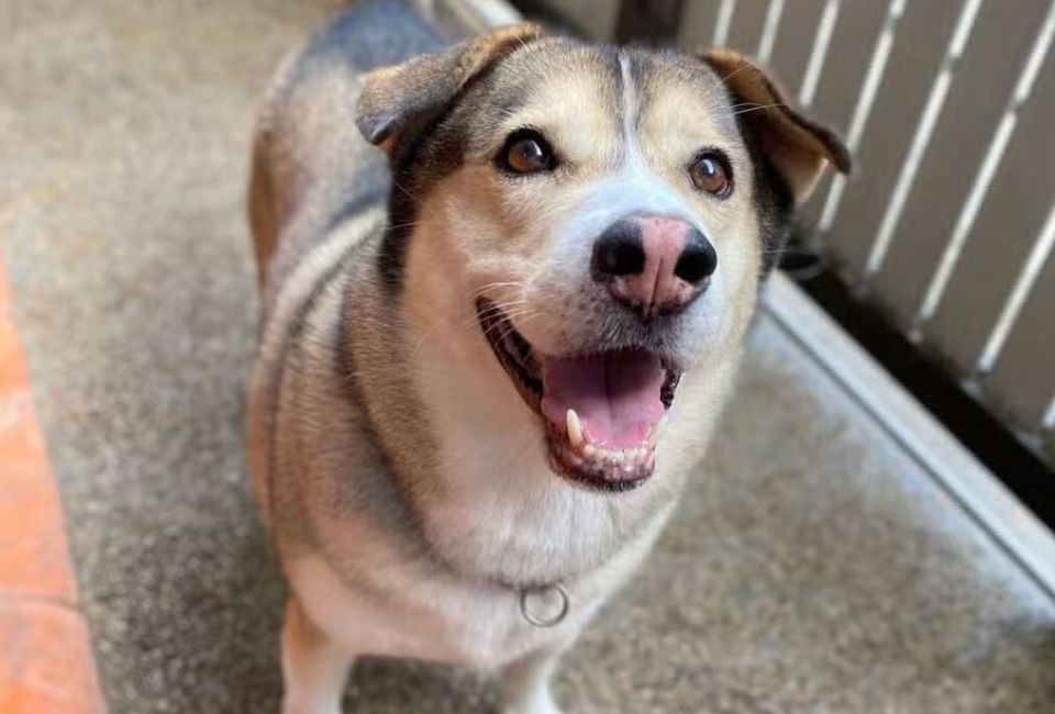 Beagle Husky mix Diet & Exercise Essentials
