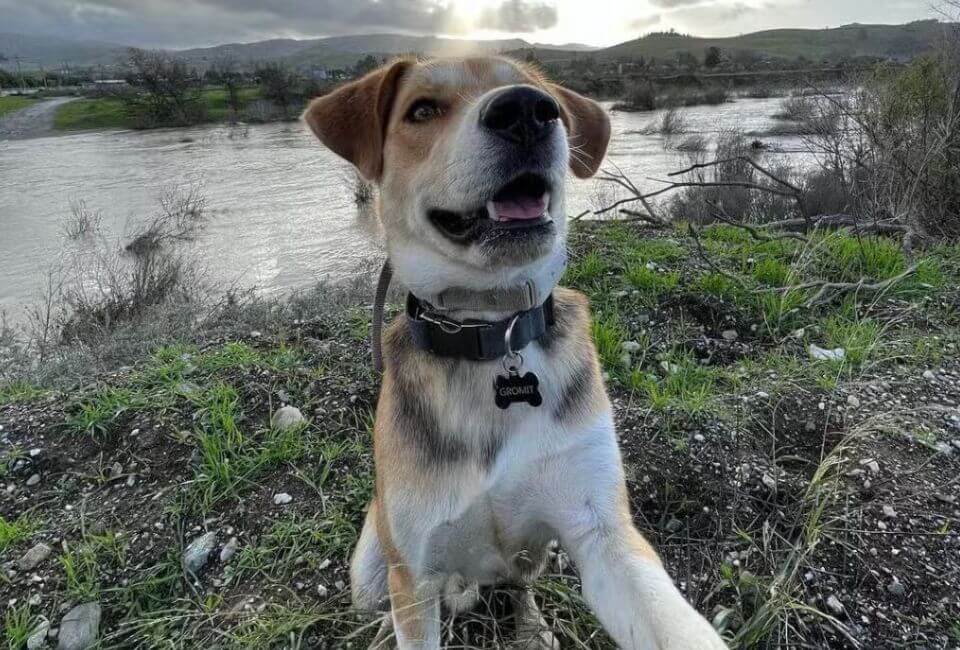 Beagle Husky mix: Family Bonds & Socialization