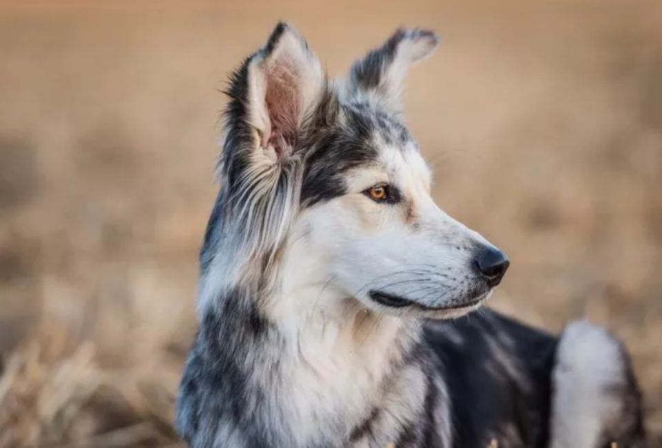 Border Husky Grooming and Care