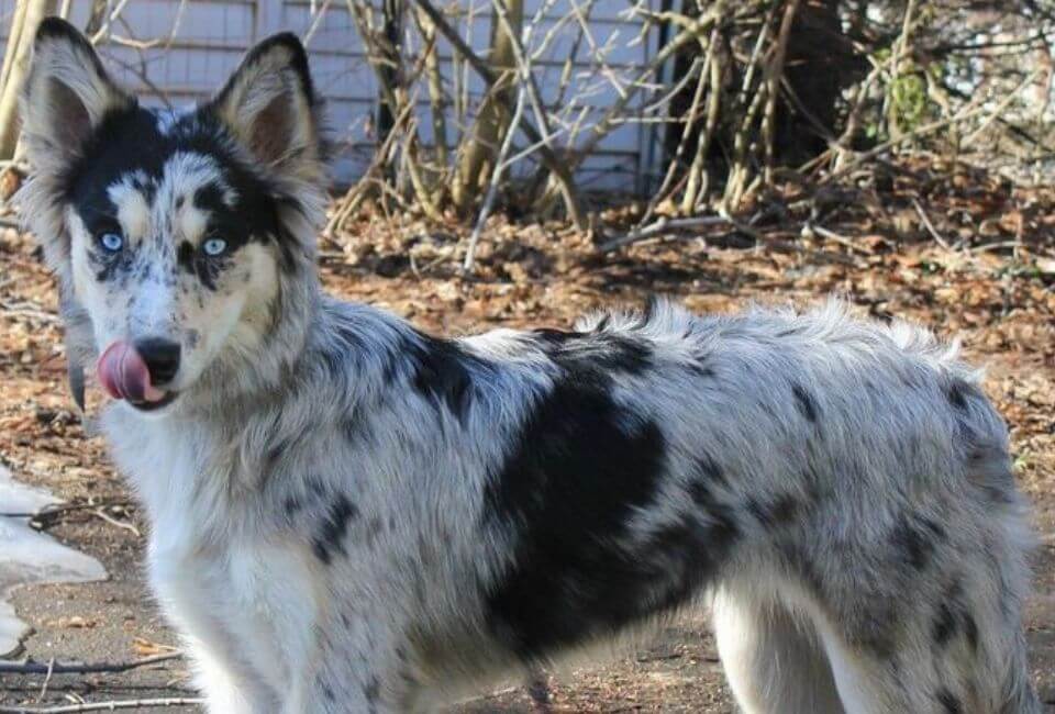 Border Husky Physical Characteristics