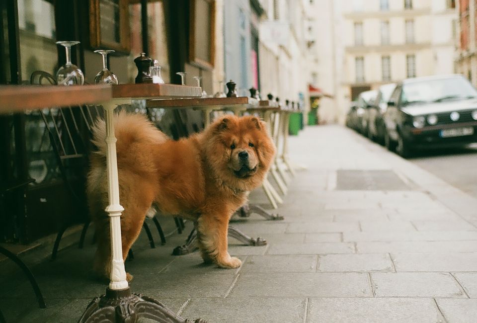Care for Your Chow Chow and Siberian Husky Mix