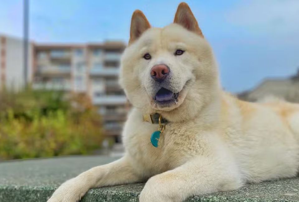 Children and Other Pets: Creating Harmonious Relationships