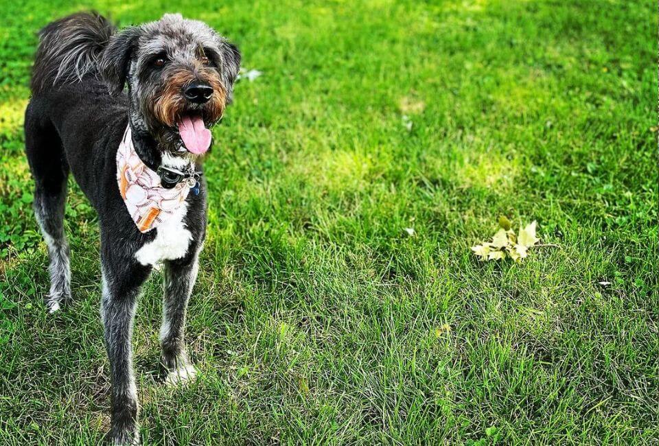 Comprehensive Poodle Husky Mix Care