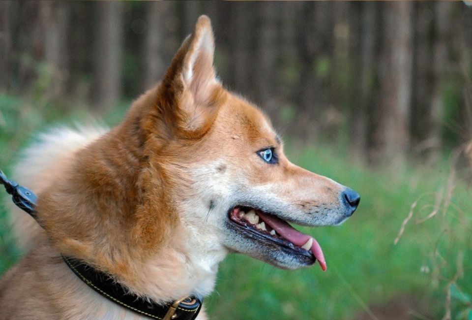 Exercise and Living Condition of Shiba Husky