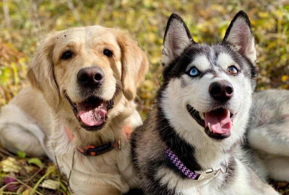 Exploring the Siberian Husky Golden Retriever Mix History