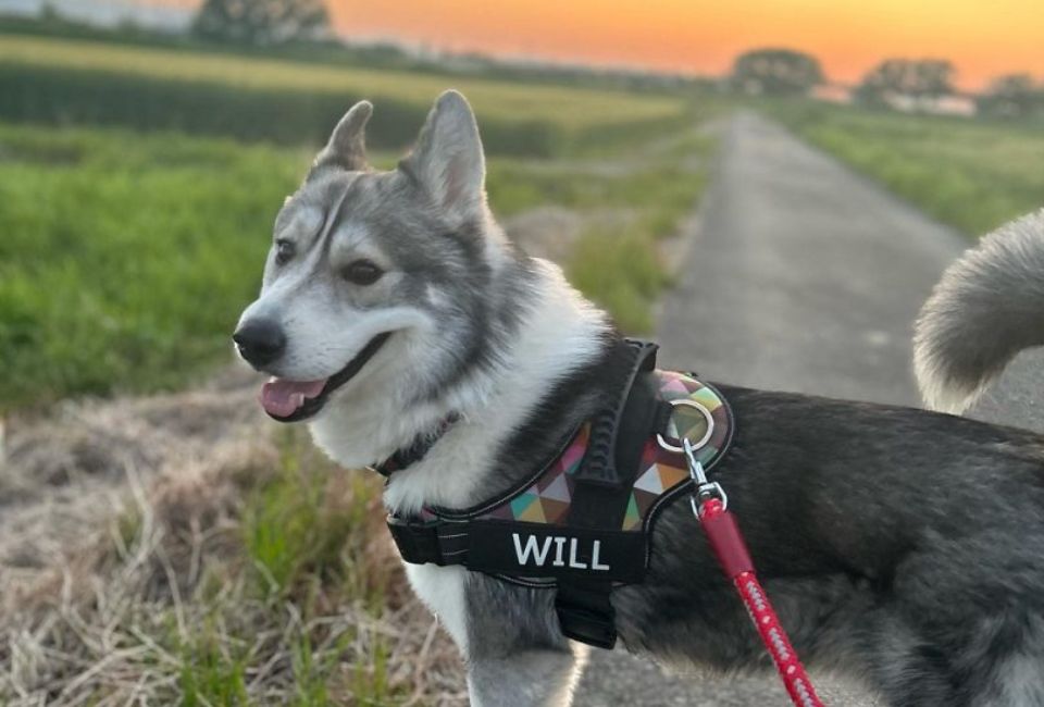 Family and Social Dynamics of Border Husky
