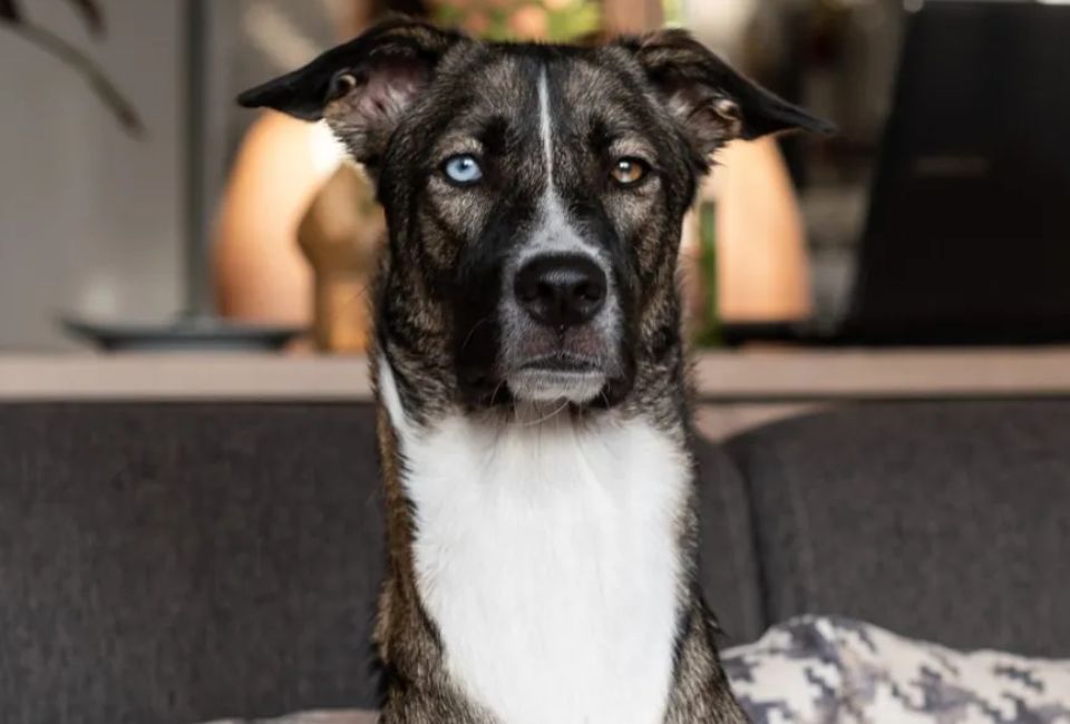 Goberian with Family Life and Other Pets