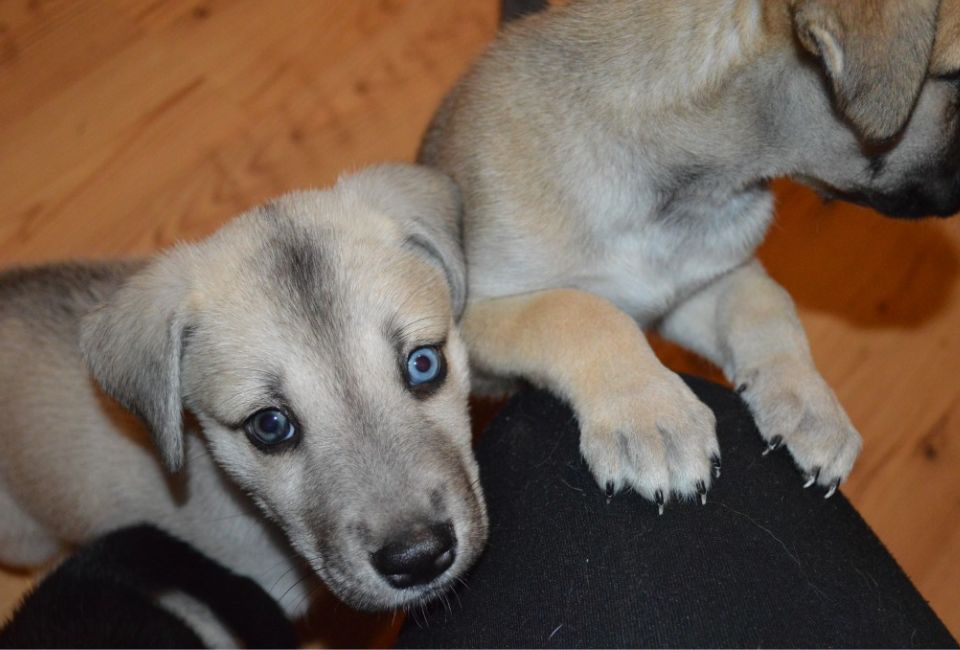 Great Dane and Husky Mix Puppies: Navigating the Early Stages