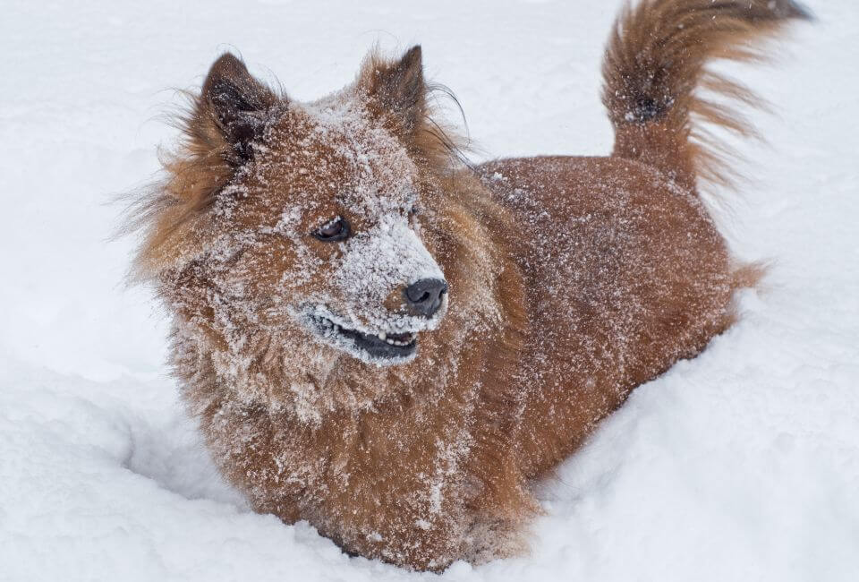 Grooming Needs and Shedding of Husky Chow mix