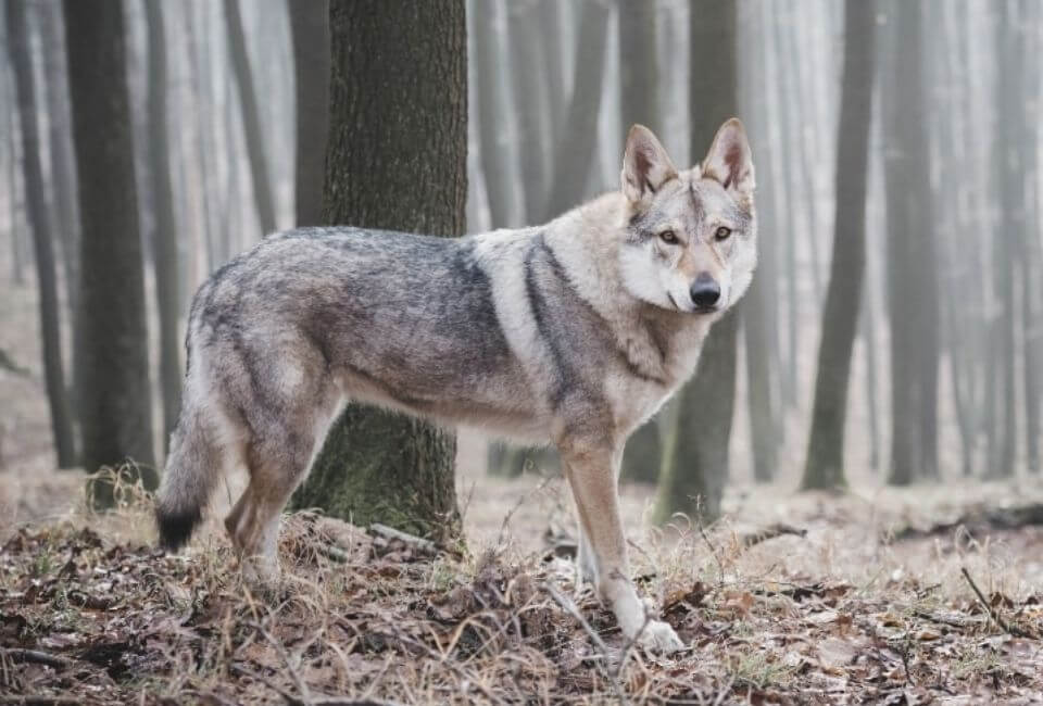 Grooming and Coat Care for Siberian Husky Wolf Mix