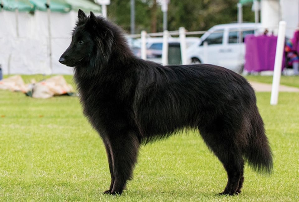 Grooming the Belgian Shepherd