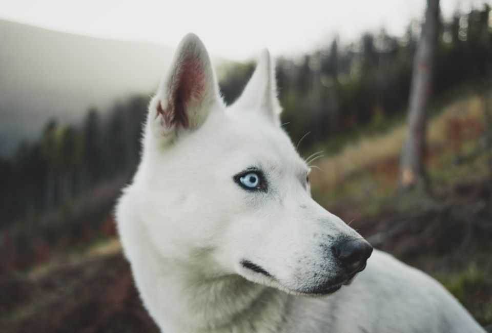 Health Considerations for Border Collie Siberian Husky Mix