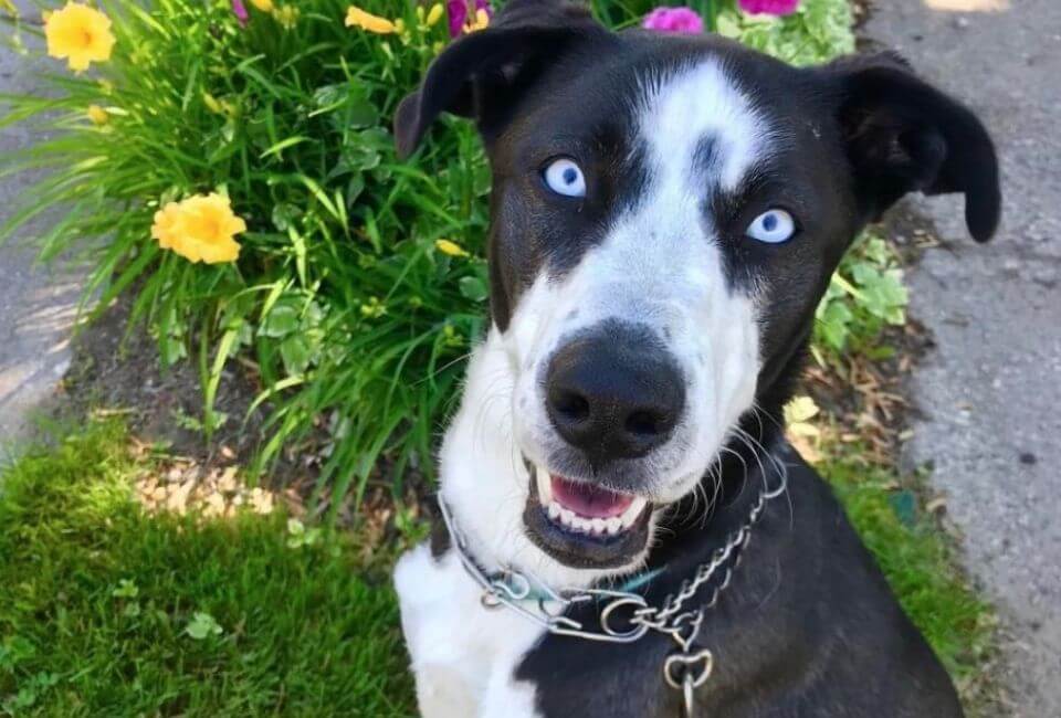 Health and Conditions of Great Dane Siberian Husky Mix
