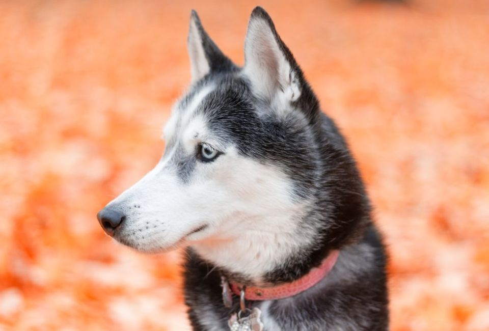 Health and Nutrition for Shiba Husky