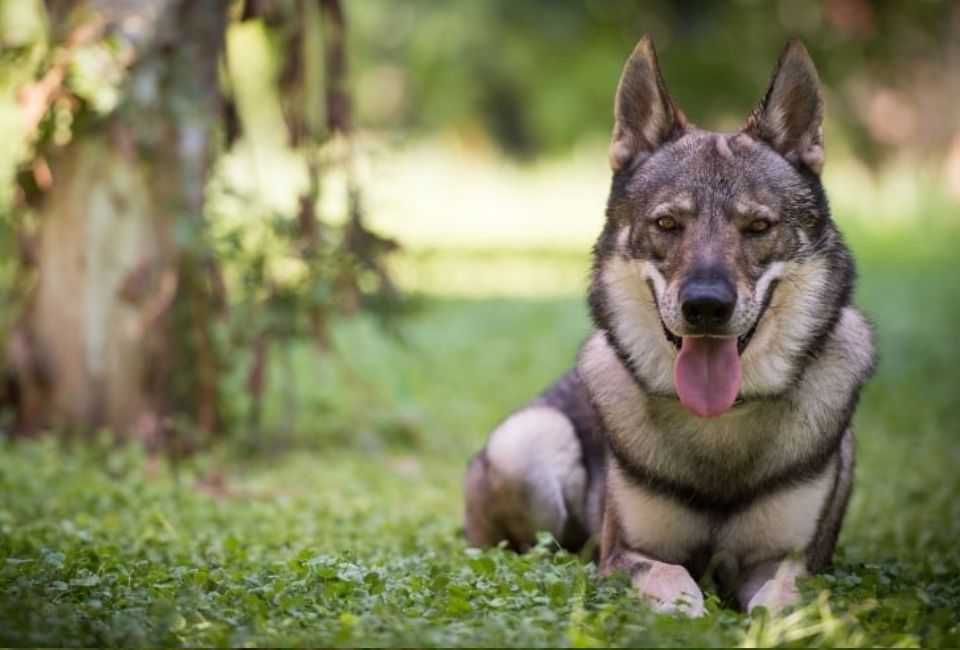 Health and Nutrition for Siberian Husky Wolf Mix