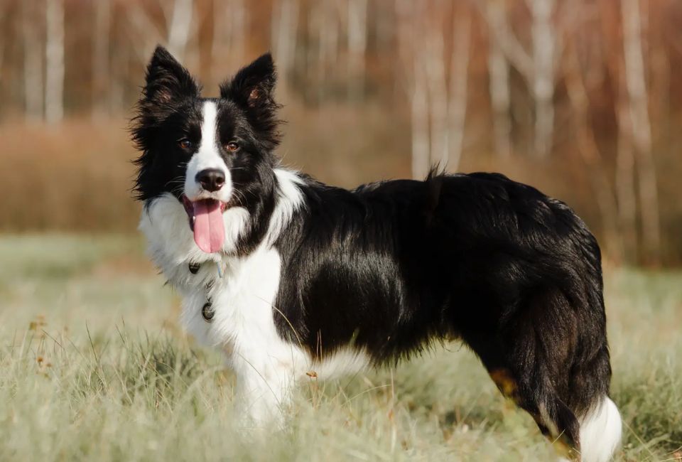 History of the Siberian Husky Border Collie mix