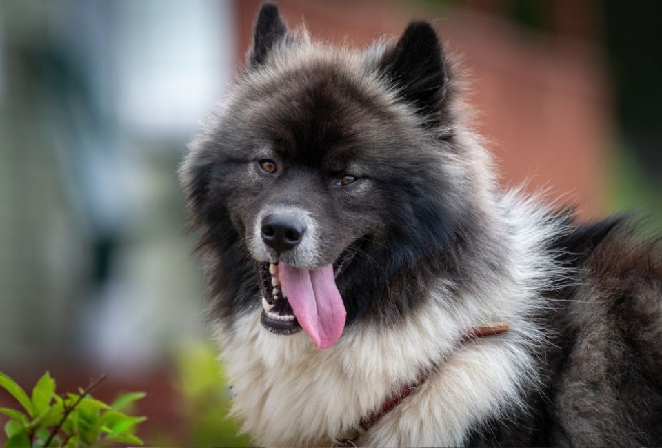 Husky Chow Chow Mix Health and Lifespan