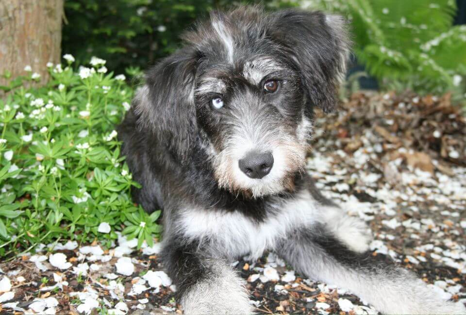 Husky Poodle Mix Personality and Temperament