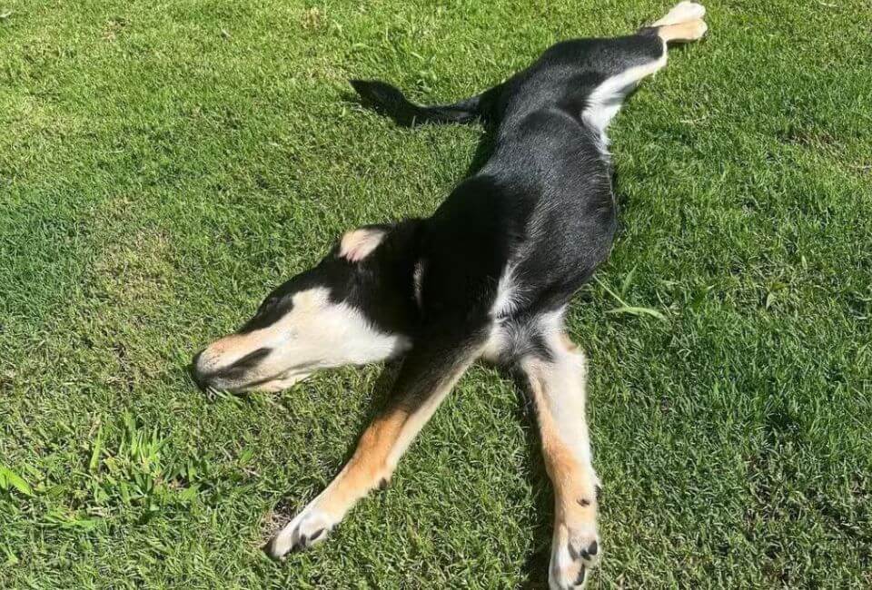Husky and Beagle Mix Training and Grooming