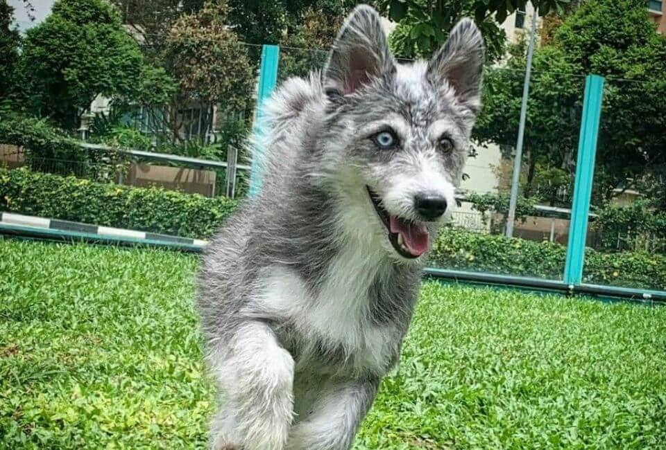 Husky and Poodle Mix Family Compatibility and Considerations