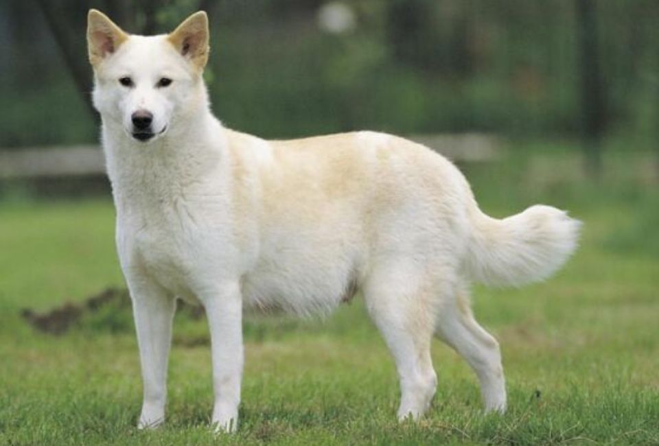 Labrador and Siberian Husky Mix Training and Socialization