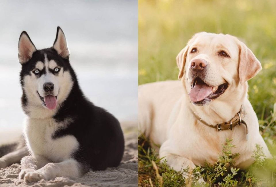 Labrador and Siberian Husky mix Appearance