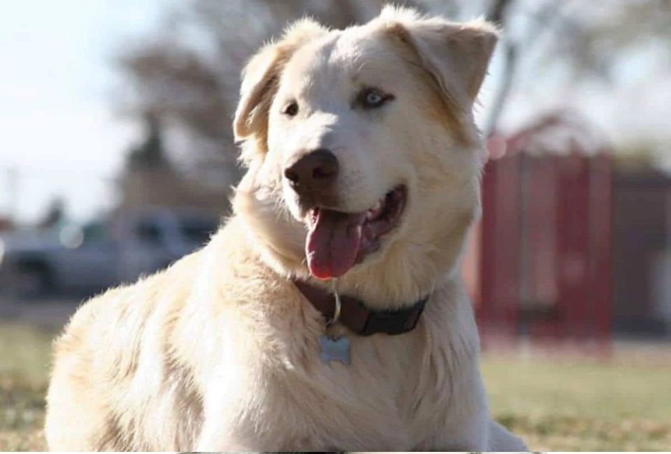 Labrador x Siberian Husky mix Temperament