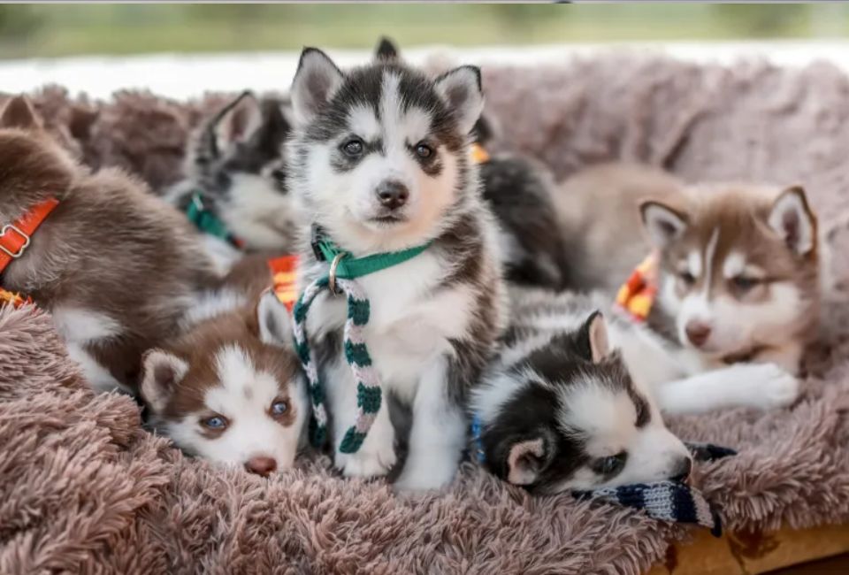 Living Conditions and Training of Siberian Husky