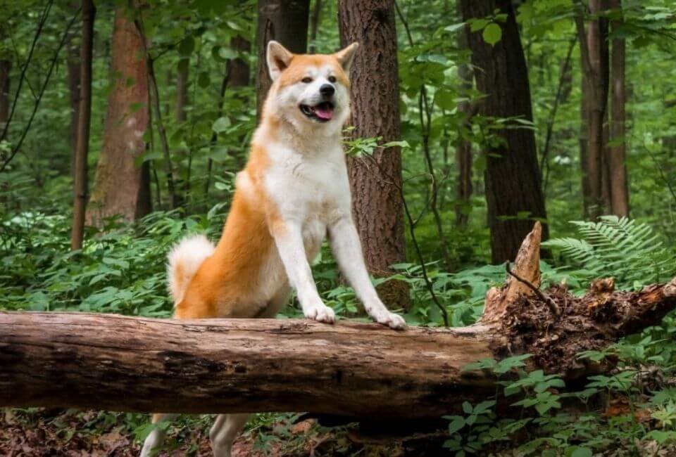 Meet the Siberian Husky and Shiba Inu mix