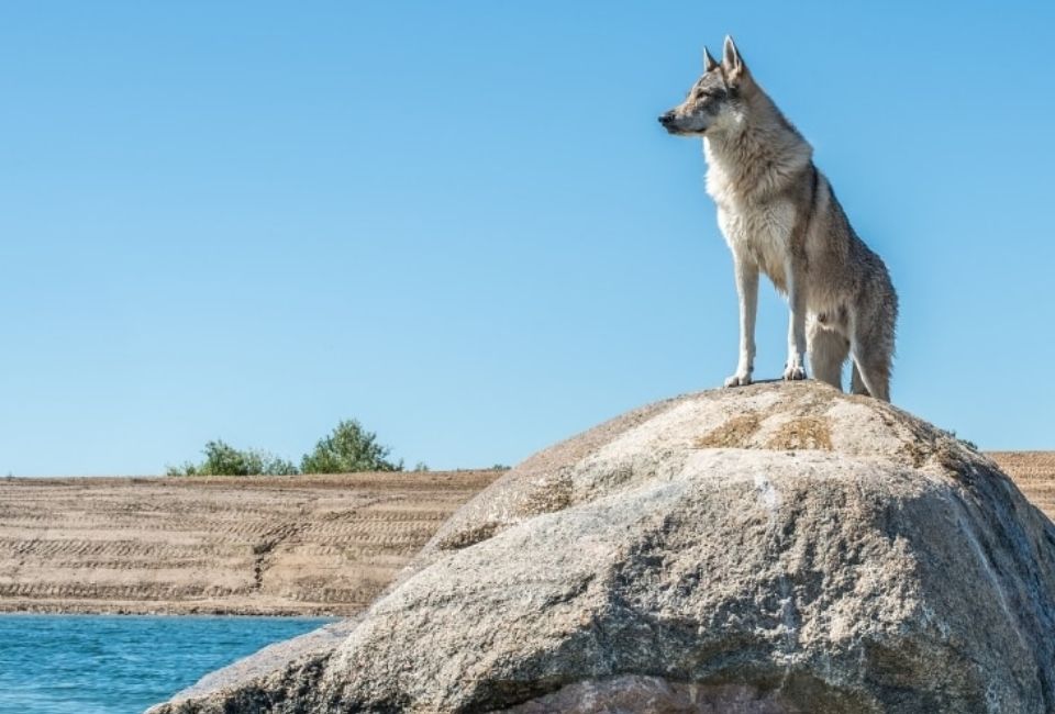 Meeting Siberian Husky Wolf Mix Needs