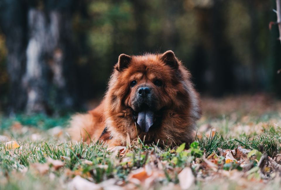 Personality and Temperament of Siberian Husky Mix Chow Chow