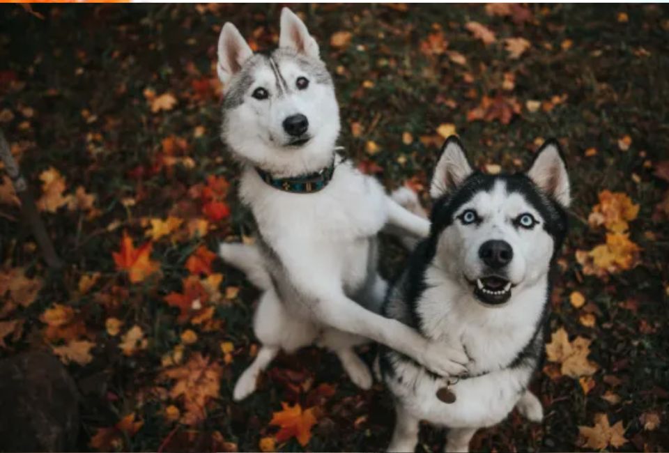 Personality and Temperament of Siberian Husky